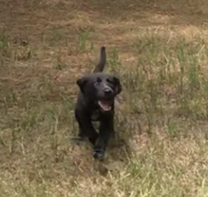 Photo of Inky Dinky Doo