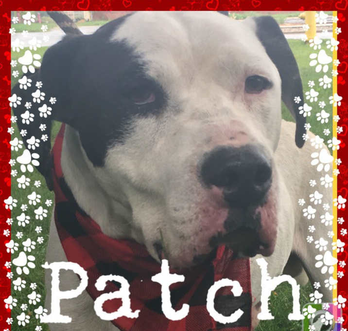 Photo of Patch