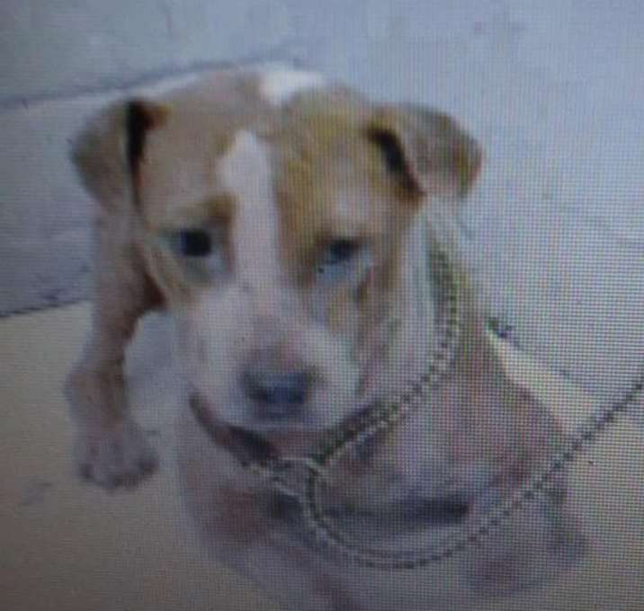 Photo of Guy (in foster)