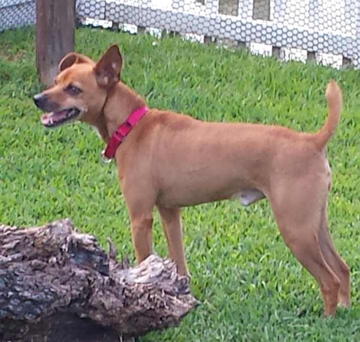 Photo of ARNY-ADOPTION PENDING