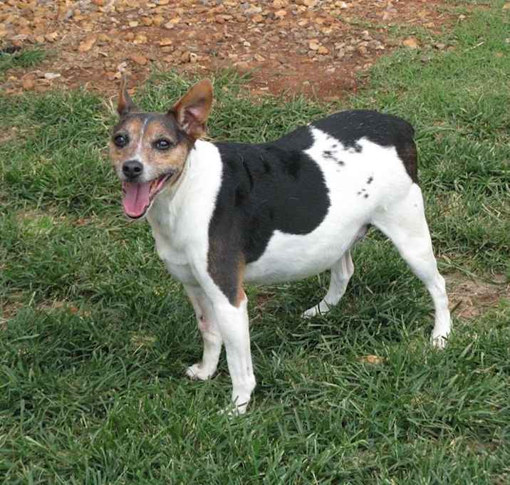 Photo of Pistol Pete