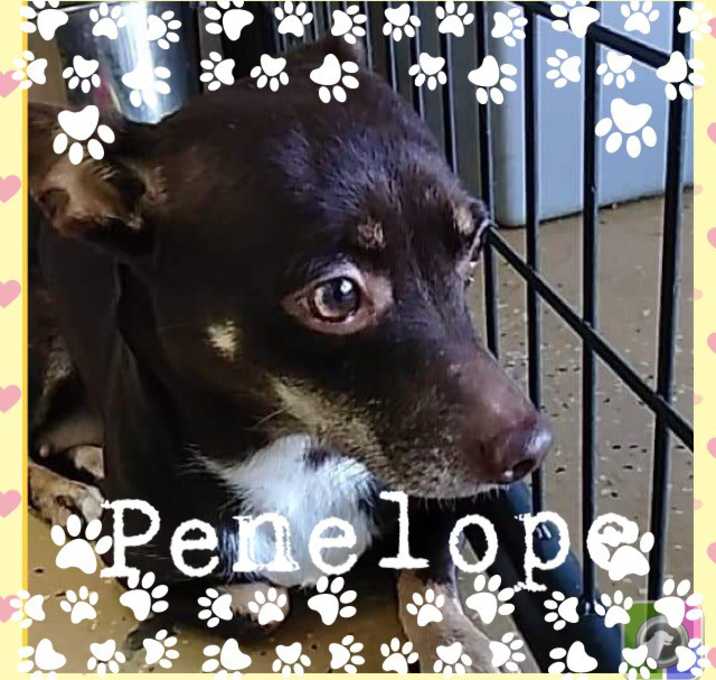 Photo of Penelope