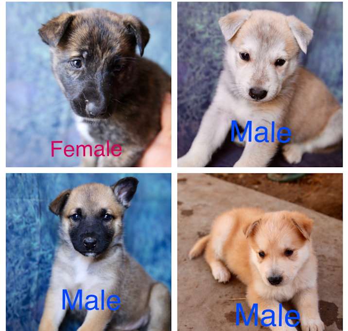 Photo of Shepherd/Husky Mix Boys