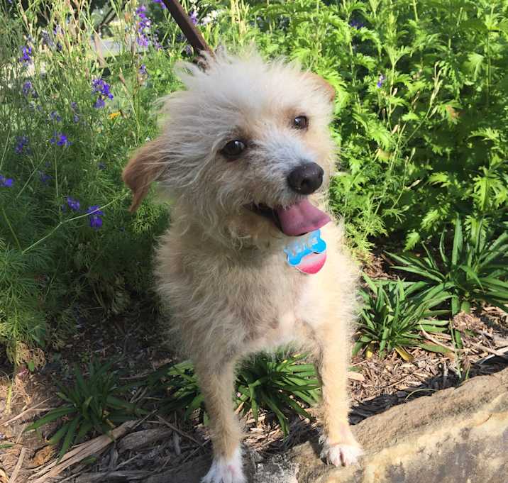 Photo of Scooter