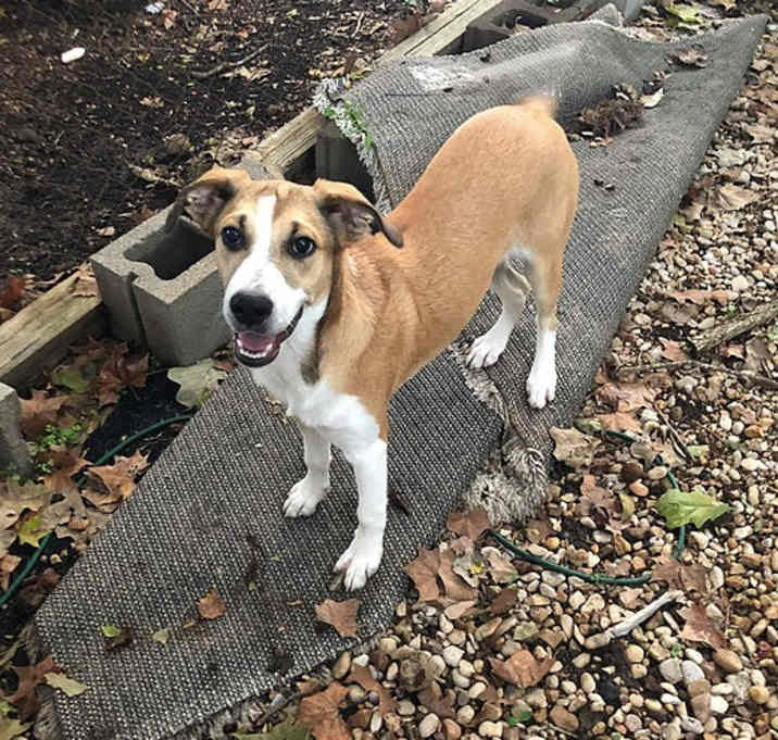 Photo of Stella