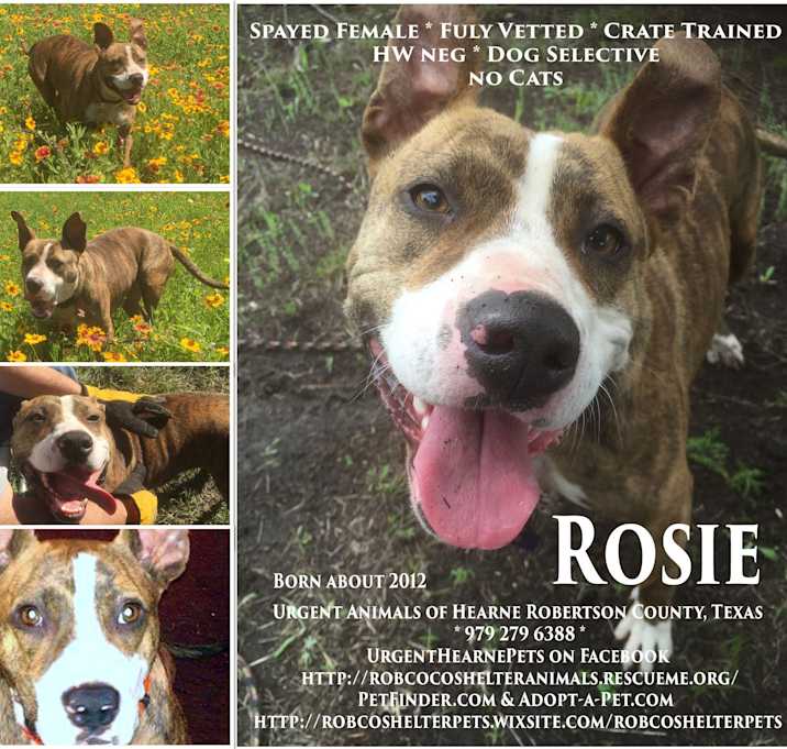 Photo of Rosie
