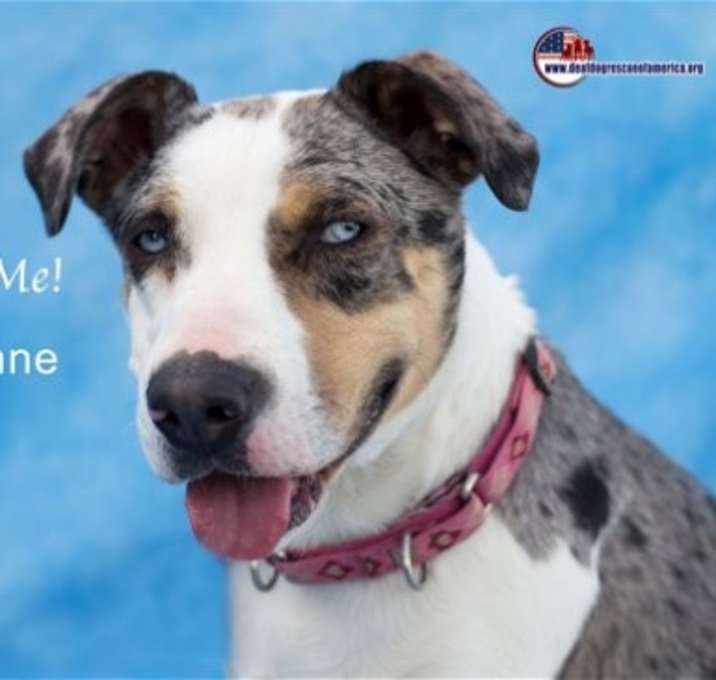 Photo of Cheyenne