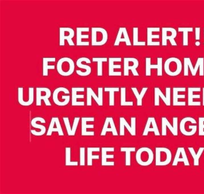 Photo of FOSTER HOMES NEEDED