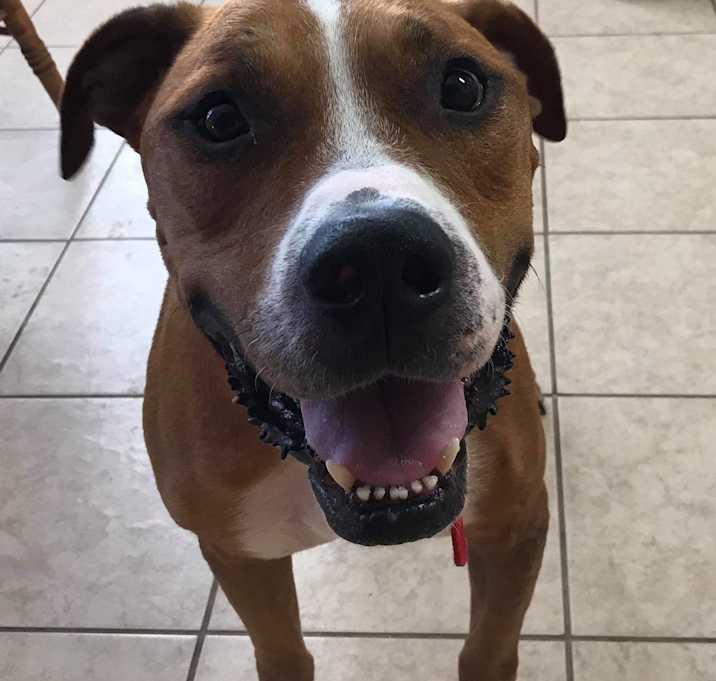 Photo of Champ