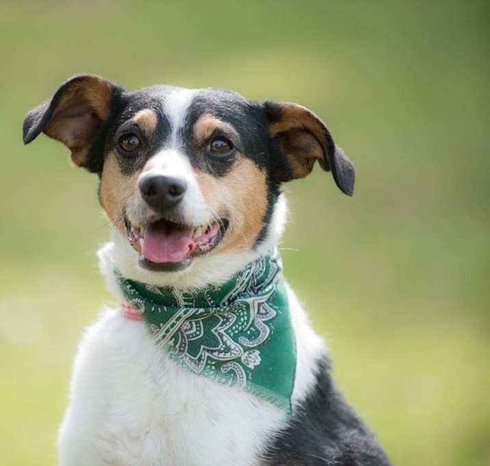 Photo of Tango