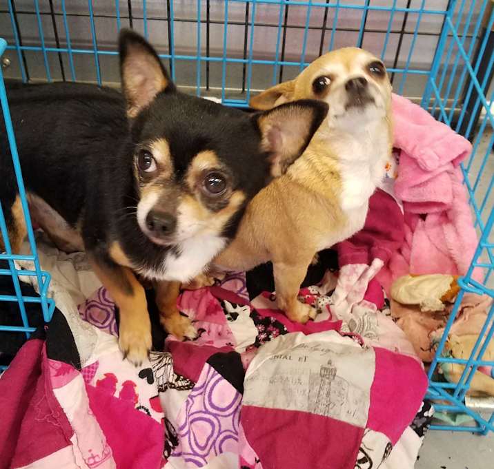 Photo of Lila & Lucas