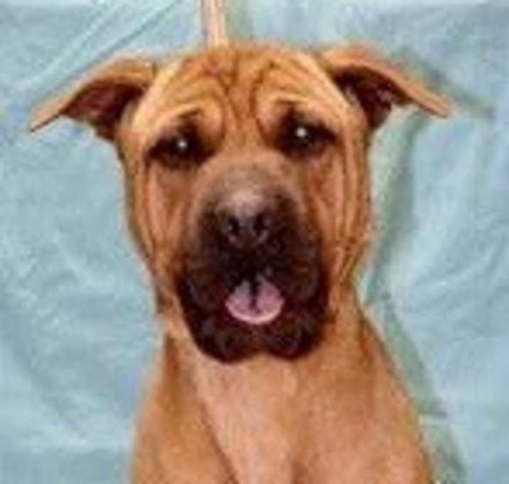 Photo of MOOSE