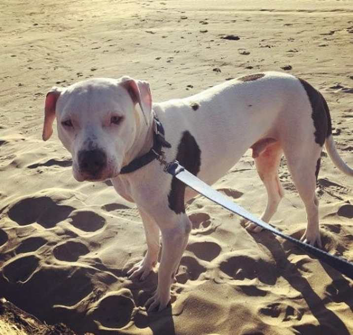 Photo of Jax aka Jackson