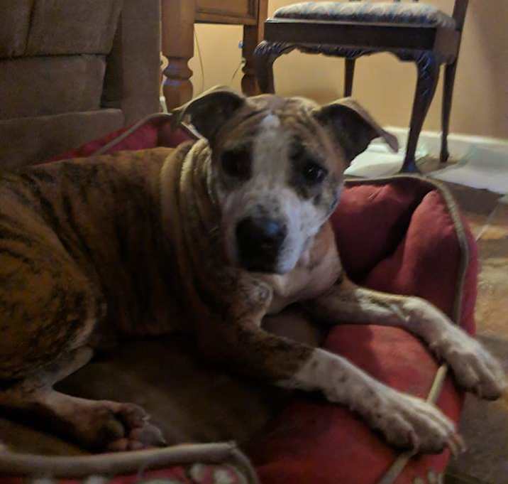 Photo of Tigeress