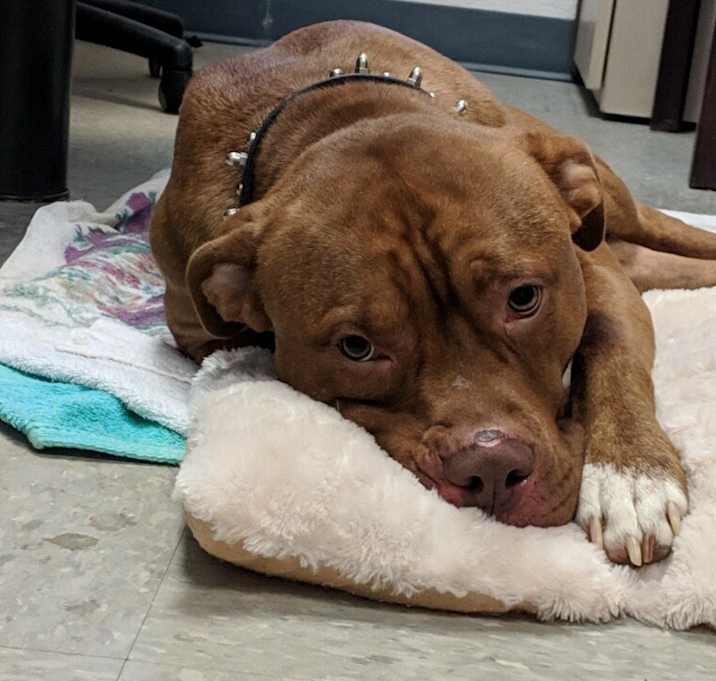 Photo of CHEROKEE
