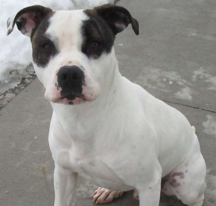 Photo of Snoopy