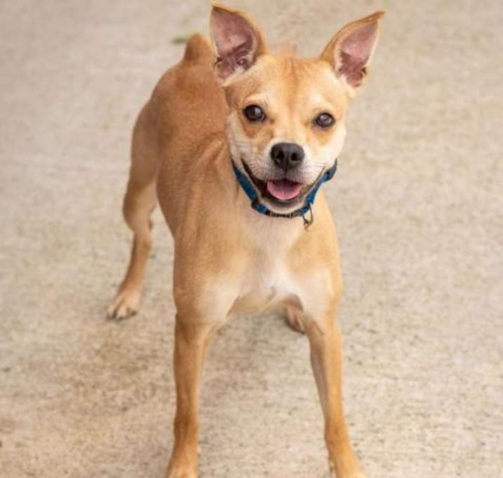 Photo of Trixie 9037
