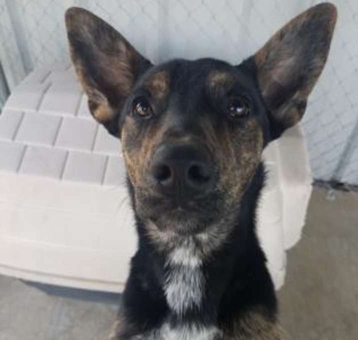 Photo of Sampson
