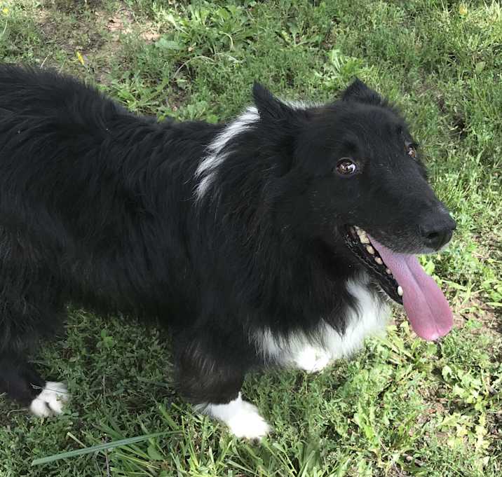 Photo of Lassie