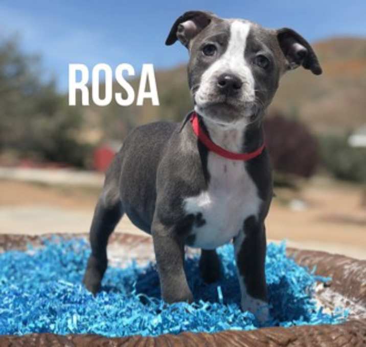 Photo of Rosa
