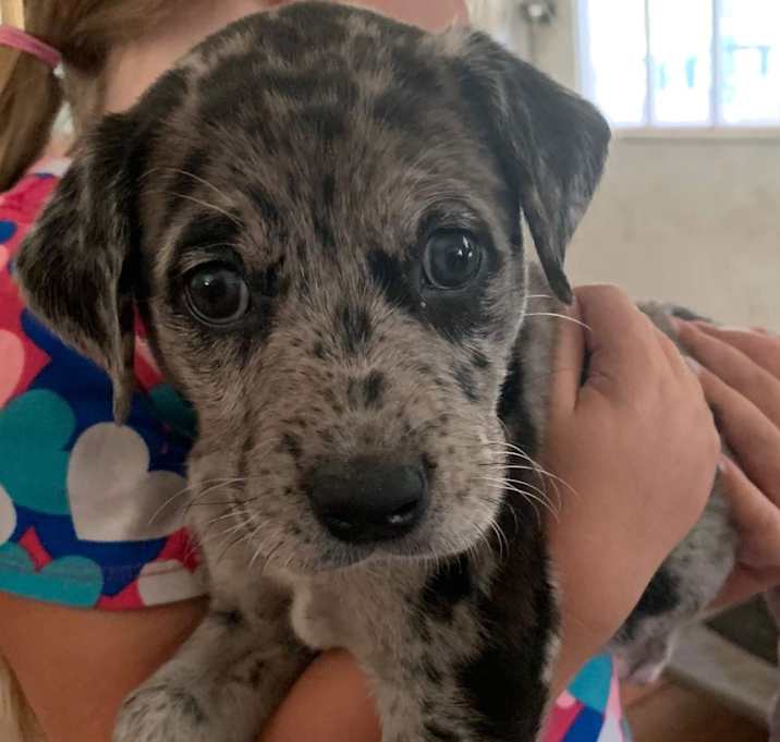 Photo of BAXLEY-ADOPTED