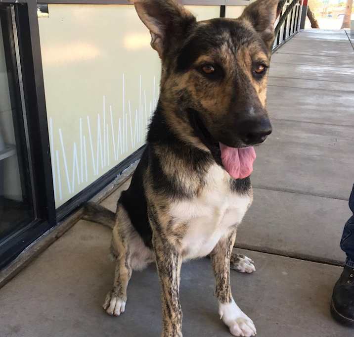 Photo of Bosco