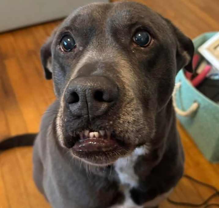 Photo of Cooper