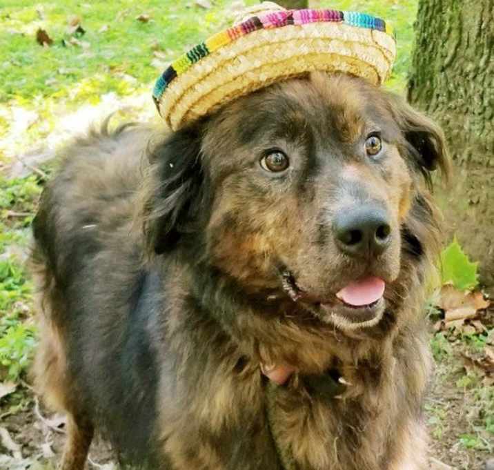 Photo of Louie