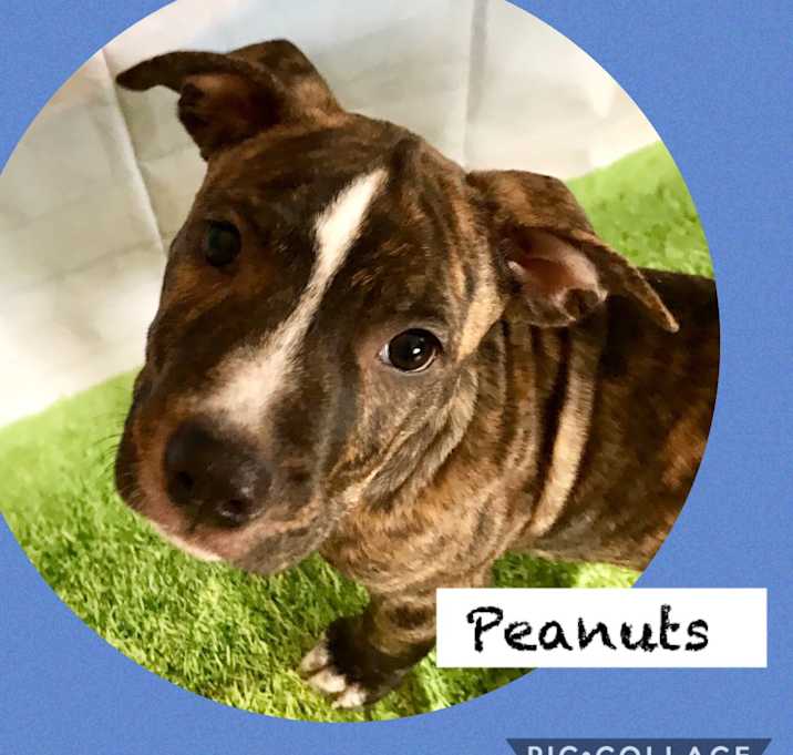 Photo of Peanuts