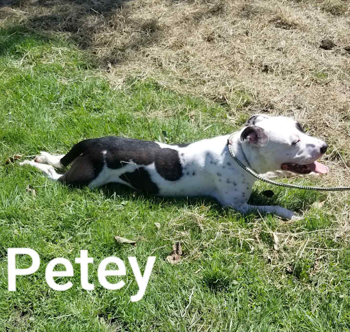 Photo of Petey