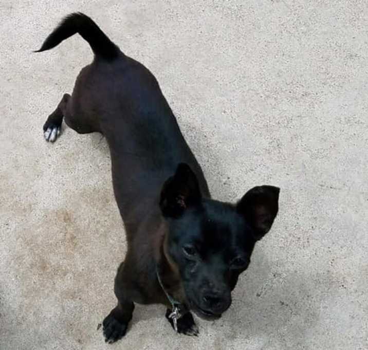 Photo of Pepper