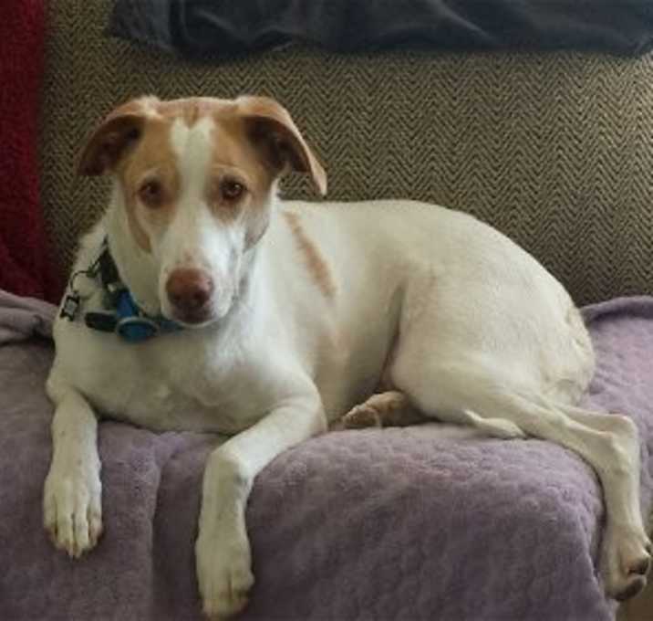 Photo of SCOUT