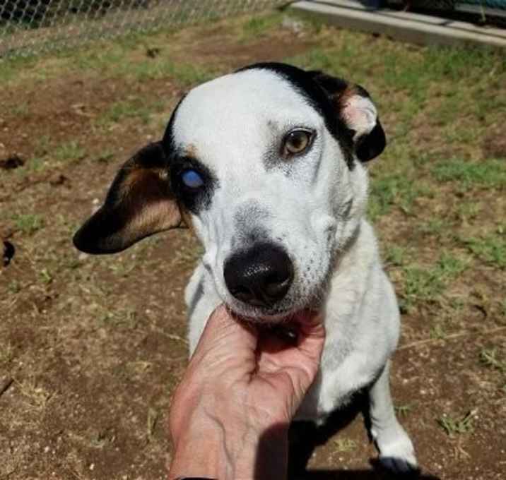Photo of SADIE
