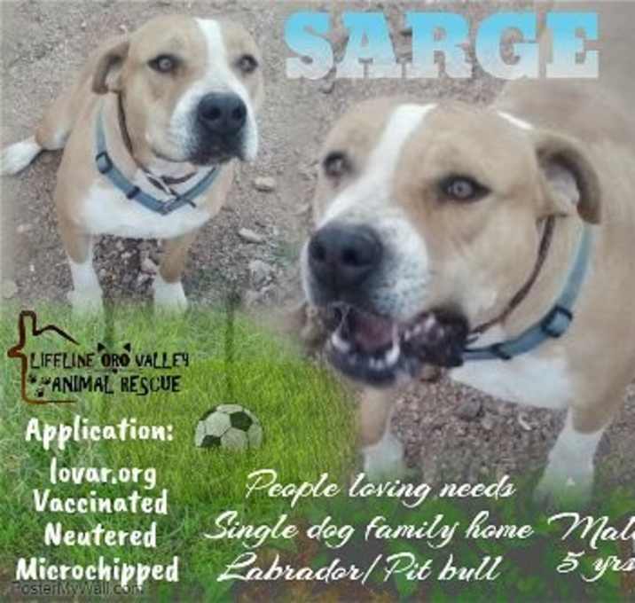 Photo of SARGE