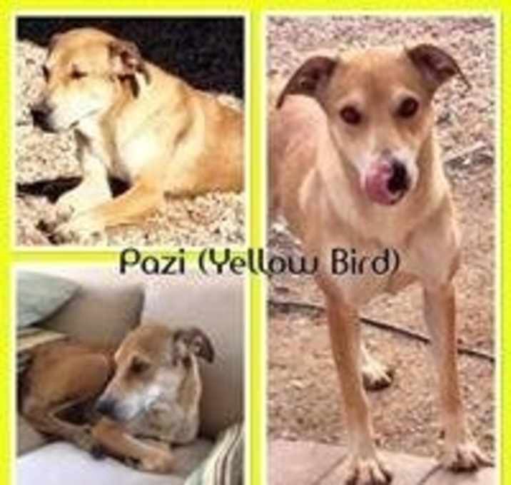 Photo of PAZI (Yellowbird)