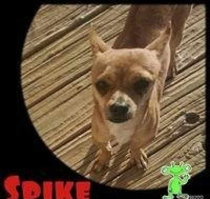 Photo of Spike