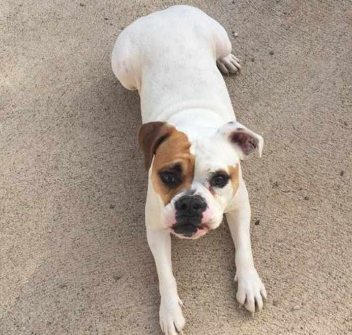 Photo of Angus