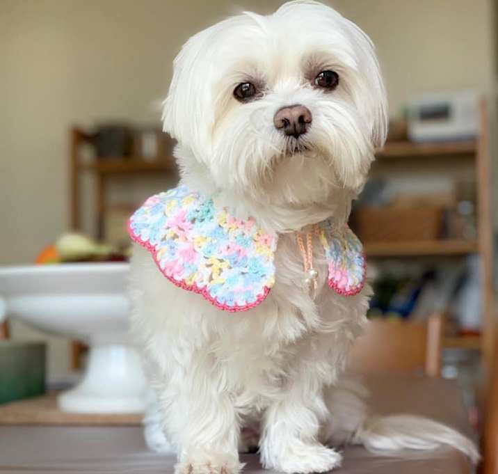 Photo of Sammy