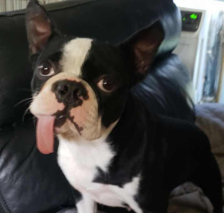 Photo of ChoCho