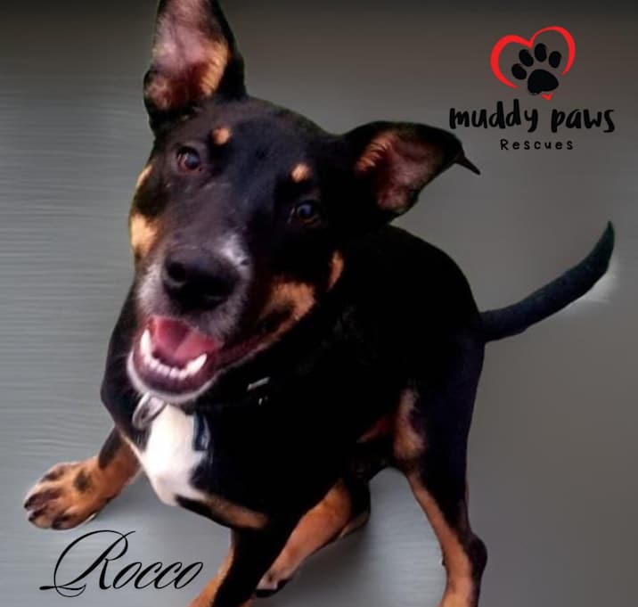 Photo of Rocco