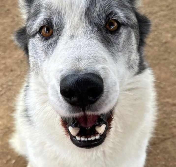 Photo of Spot