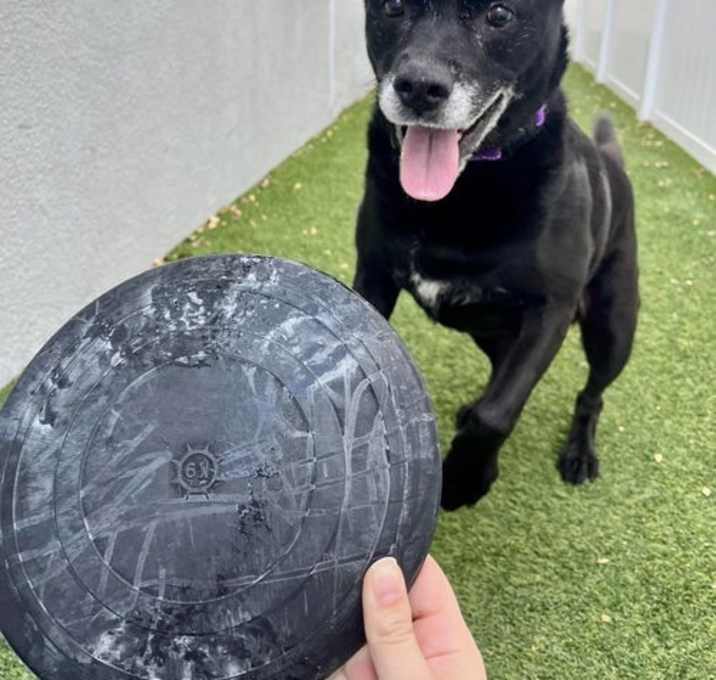 Photo of Sadie