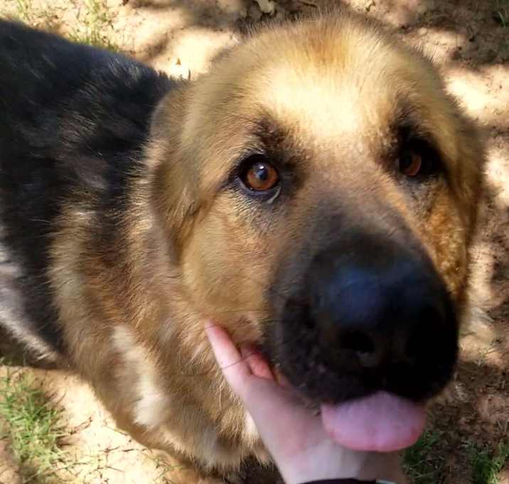Photo of Sarge