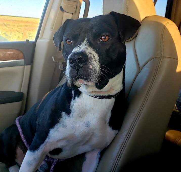 Photo of Oreo