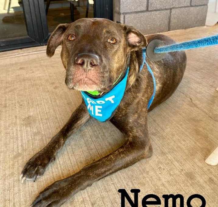 Photo of Nemo