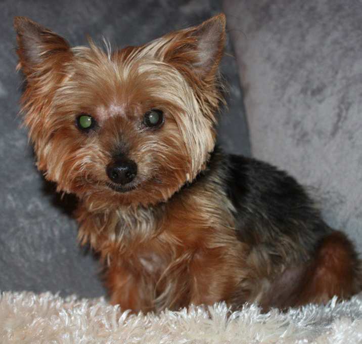 Photo of Harley
