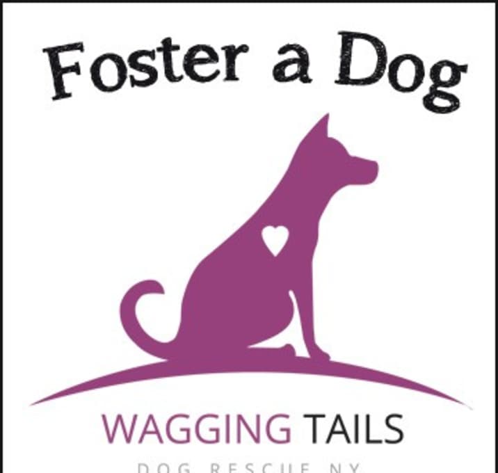 Photo of Foster a Dog