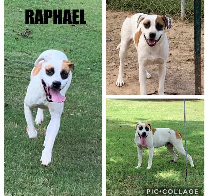 Photo of Raphael