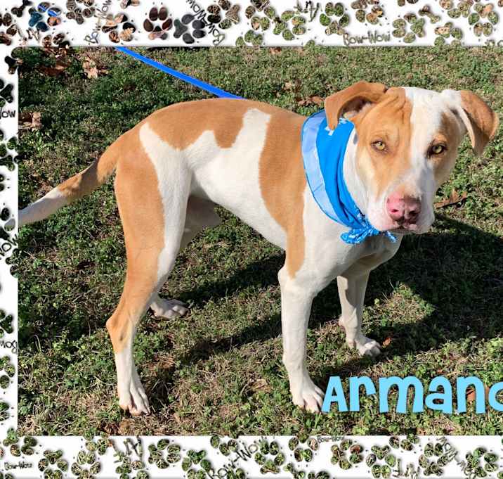 Photo of Armando