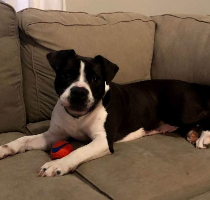 Photo of Piper